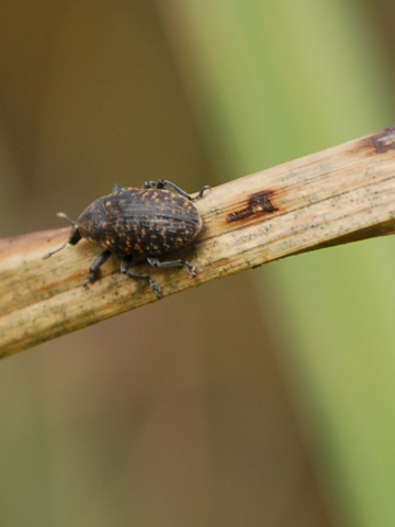 laurinus Sturnus e armatus